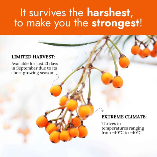 Combo Pack Sea Buckthorn Capsules for Wellness | Boost Immunity, Skin & Heart Health Naturally