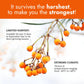Sea Buckthorn Capsules | Sea Buckthorn Extract For Immunity, Liver, Heart, Skin & Energy Support | Rich in Omega 3, 6, 7 & 9 with Vitamin C & E | Super Antioxidant Wellness